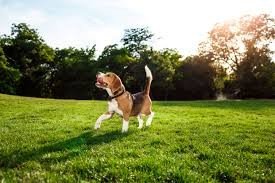 Pet Park
